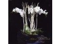 Composition de Phalaenopsis