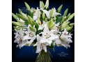 BOUQUET TENDRE LYS BLANC