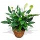 SPATHIPHYLLUM