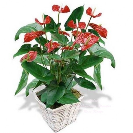 ANTHURIUM