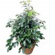 FICUS BENJAMINA