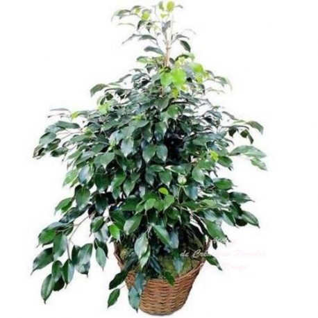 FICUS BENJAMINA