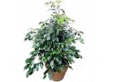 FICUS BENJAMINA