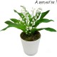 Muguet pot with roots