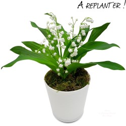 Muguet pot with roots