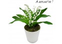 Muguet pot with roots